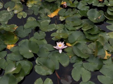 Su yüzeyinde su lilyum. Çiçek tomurcukları beyazdır. Çiçekler ile gölet dekorasyon. Su bitkinin yeşil yuvarlak yaprakları.