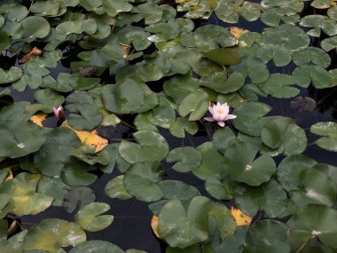 Su yüzeyinde su lilyum. Çiçek tomurcukları beyazdır. Çiçekler ile gölet dekorasyon. Su bitkinin yeşil yuvarlak yaprakları.