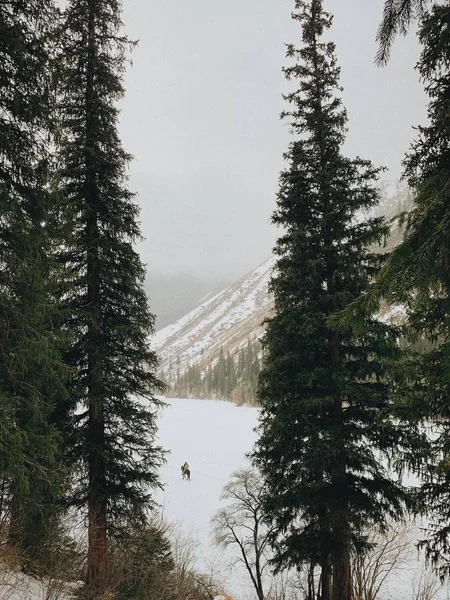 コルサイ湖は冬に凍る カインディ湖への旅山の斜面にコンフィヌス植生 冬のアルマトイの山々 — ストック写真