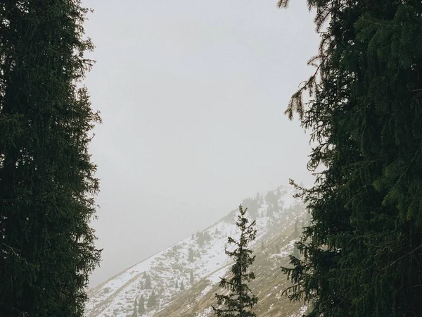 Kolsay Seen Sind Winter Zugefroren Ausflug Den Kaindy See Nadelgehölze — Stockfoto