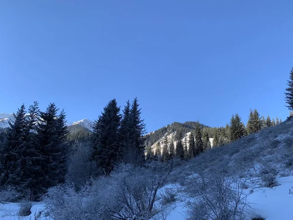 モミと山の雪に覆われた斜面 自然の中での冬の散歩 山の斜面に針葉樹の森 アルマトイ地域の Kolsay — ストック写真