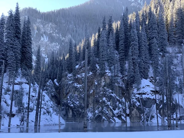 冬は凍った Kaindy モミと山の雪に覆われた斜面 凍った湖の乾いた木の幹 自然の中の冬の散歩 — ストック写真