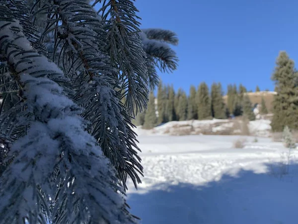 雪の中のモミの枝 モミと山の雪に覆われた斜面 自然の中での冬の散歩 山の斜面に針葉樹の森 アルマトイ地域の Kolsay — ストック写真