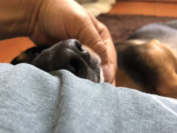 Ein Mann Streichelt Den Kopf Des Hundes Das Tier Ist — Stockfoto