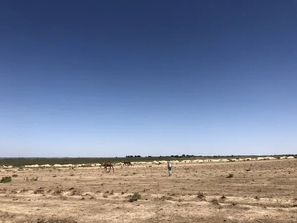 Los Camellos Pastan Estepa Chica Fondo Dos Camellos Tierra Seca —  Fotos de Stock