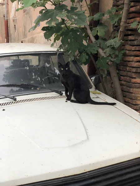 Μαύρη Γάτα Του Δρόμου Κάθεται Ένα Λευκό Αυτοκίνητο Εγκαταλελειμμένο Κατοικίδιο — Φωτογραφία Αρχείου