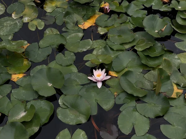 Su yüzeyinde su lilyum. Çiçek tomurcukları beyazdır. Çiçekler ile gölet dekorasyon. Su bitkinin yeşil yuvarlak yaprakları.