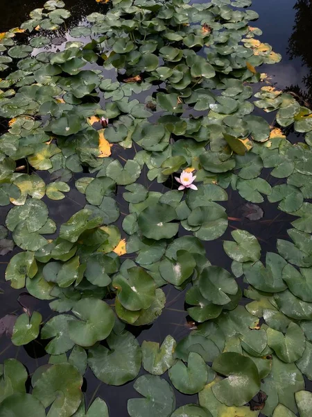 Su yüzeyinde su lilyum. Çiçek tomurcukları beyazdır. Çiçekler ile gölet dekorasyon. Su bitkinin yeşil yuvarlak yaprakları.