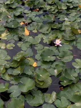 Su yüzeyinde su lilyum. Çiçek tomurcukları beyazdır. Çiçekler ile gölet dekorasyon. Su bitkinin yeşil yuvarlak yaprakları.
