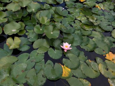 Su yüzeyinde su lilyum. Çiçek tomurcukları beyazdır. Çiçekler ile gölet dekorasyon. Su bitkinin yeşil yuvarlak yaprakları.
