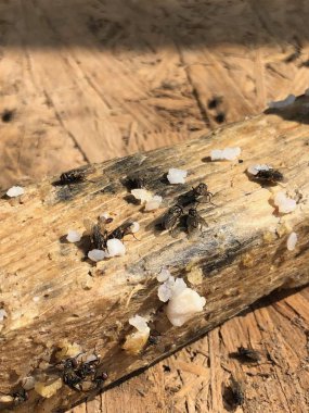 Birçok sinek ahşap bir tahta üzerinde oturur. Sinekler beyaz haşlanmış pirinç yiyor. Ahşap yüzeydeki böcekler.