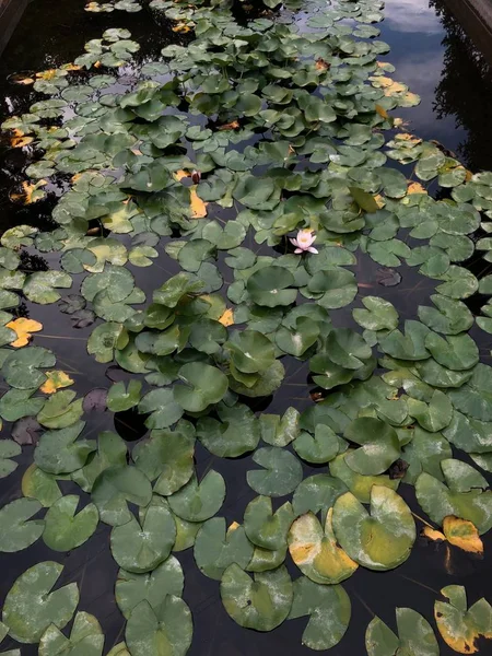 Водні Лілії Поверхні Води Квіткові Бруньки Білі Прикраса Ставка Квітами — стокове фото