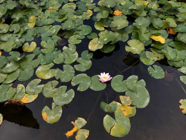 Водні Лілії Поверхні Води Квіткові Бруньки Білі Прикраса Ставка Квітами — стокове фото