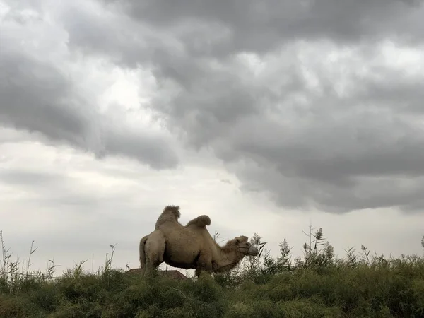 Kameel Achtergrond Van Bewolkte Hemel Groene Installaties Steppe Kameel Een — Stockfoto