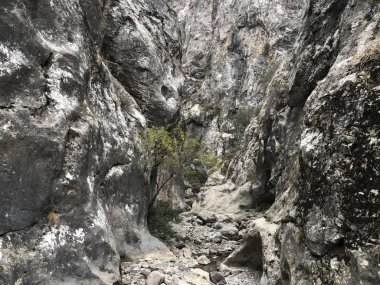 Çimkent'teki dağlara bir gezi. Vadide küçük bir ağaç yetişir. Dağların kayalık yamaçları. Büyük kayalar ve kayalar.