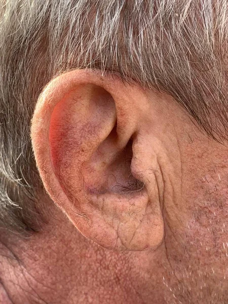 The structure of the old man's auricle. Wrinkles on the surface of the skin. Gray hair texture. A man's ear.