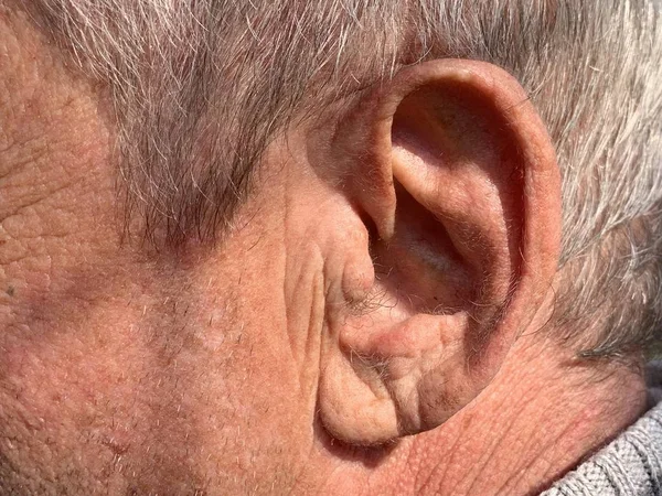 The structure of the old man\'s auricle. Wrinkles on the surface of the skin. Gray hair texture. A man\'s ear.