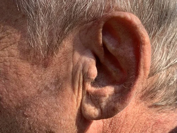 The structure of the old man\'s auricle. Wrinkles on the surface of the skin. Gray hair texture. A man\'s ear.