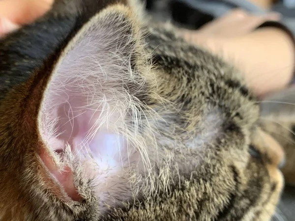 Cat Brown Color Texture Pet Hair Structure Auricle Cat Longest — Stock Photo, Image