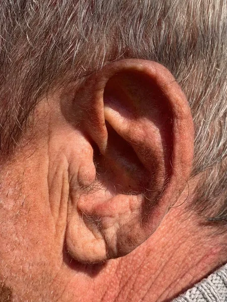 The structure of the old man\'s auricle. Wrinkles on the surface of the skin. Gray hair texture. A man\'s ear.