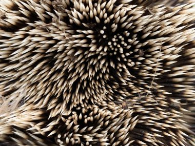 Texture of prickly hedgehog skin. A small animal with needles on its body. Hedgehog curled up in a ball. Protective needles in the animal. clipart