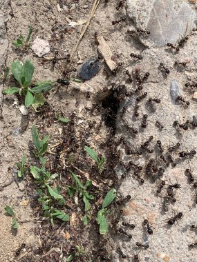 Kaldırımdaki karınca deliği. Küçük siyah karıncalar yere koşuyor. Böcekler deliğe girer. Küçük siyah karıncaların bir kolonisi.