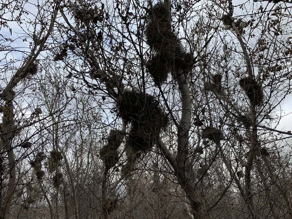 Ninhos Pássaros Nas Altas Árvores Secas Grove Com Árvores Secas — Fotografia de Stock