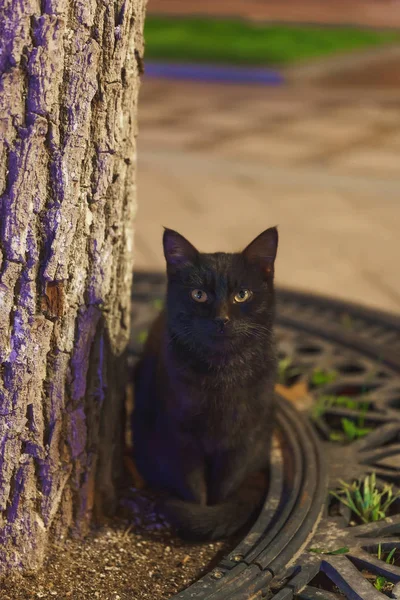 Μαύρη Γάτα Του Δρόμου Καθόταν Κοντά Ένα Δέντρο Εγκαταλελειμμένο Κατοικίδιο — Φωτογραφία Αρχείου