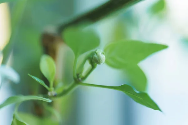 Egy Zöld Levelek Egy Ágon Fehér Virág Bud Tavasszal Virágzó — Stock Fotó