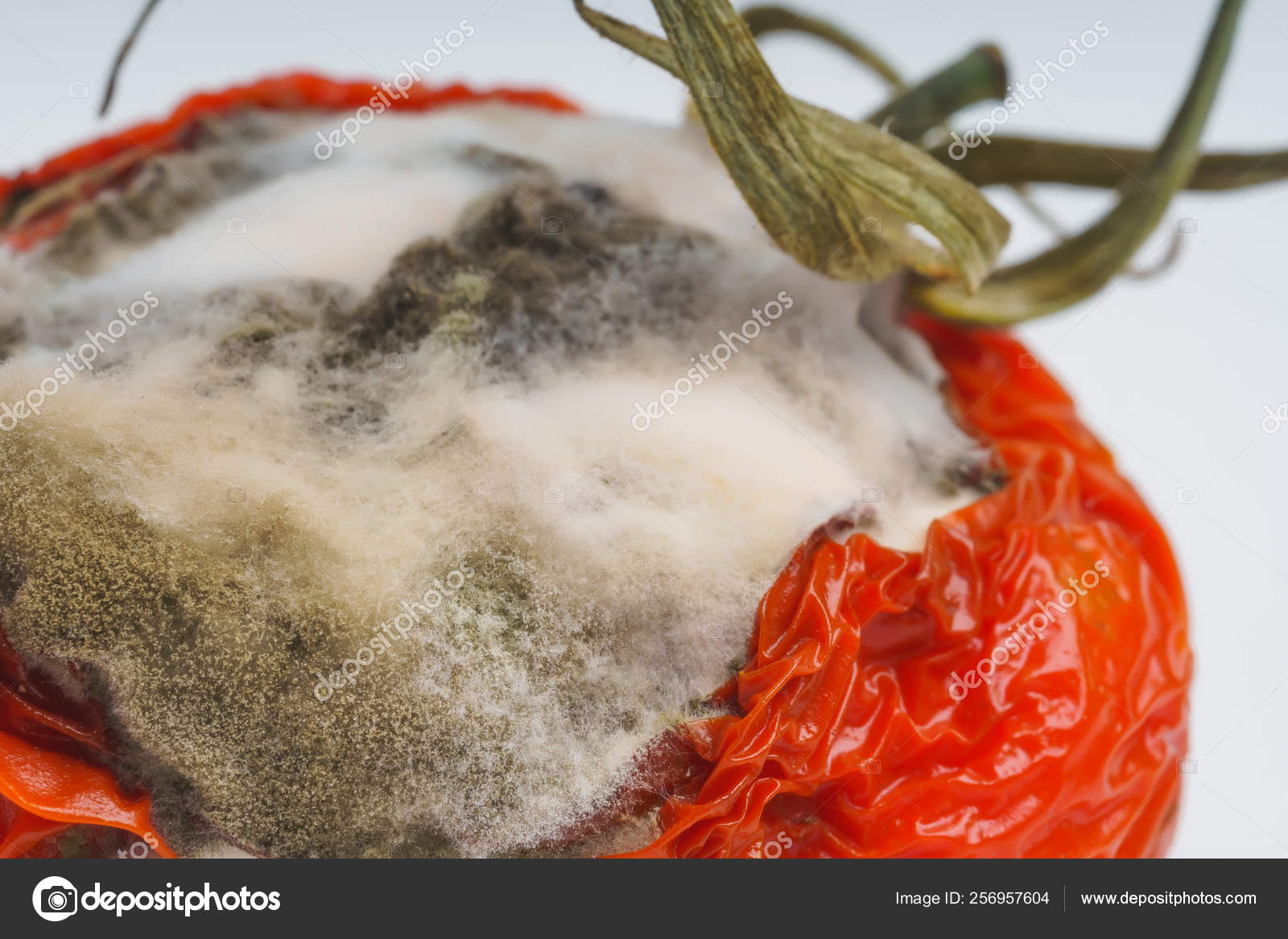 毛霉菌图库照片 免版税毛霉菌图片 Depositphotos