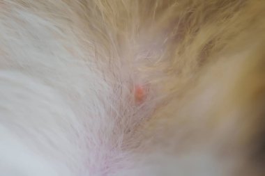 Meme ucu erkek kedisi. Küçük, kabarık memeli bir meme. Hayvan kürk meme