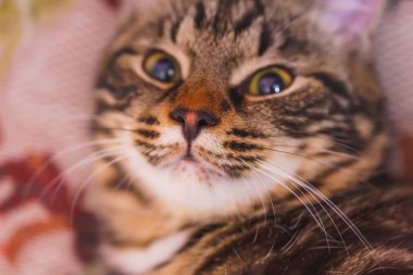 Sevimli bir kedi portresi. Kürk beyaz ve kahverengi çizgili kedi kedi. Namlu çizgili kedi. Taner tan.