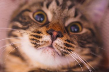 Sevimli bir kedi portresi. Kürk beyaz ve kahverengi çizgili kedi kedi. Namlu çizgili kedi. Taner tan.