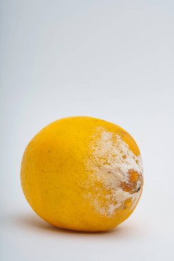 Beyaz bir arka planda kalıp ile limon dokusu. Çürümüş bir limon. Gıdaların uygunsuz depolanması. Narenciye kalıpları ile mantar.