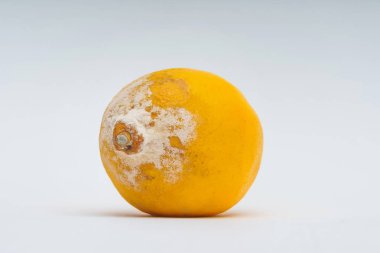Beyaz bir arka planda kalıp ile limon dokusu. Çürümüş bir limon. Gıdaların uygunsuz depolanması. Narenciye kalıpları ile mantar.