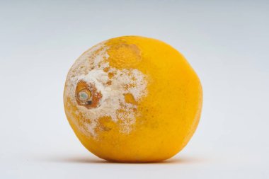 Beyaz bir arka planda kalıp ile limon dokusu. Çürümüş bir limon. Gıdaların uygunsuz depolanması. Narenciye kalıpları ile mantar.