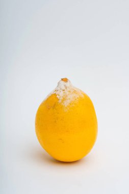 Beyaz bir arka planda kalıp ile limon dokusu. Çürümüş bir limon. Gıdaların uygunsuz depolanması. Narenciye kalıpları ile mantar.