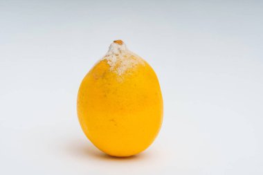 Beyaz bir arka planda kalıp ile limon dokusu. Çürümüş bir limon. Gıdaların uygunsuz depolanması. Narenciye kalıpları ile mantar.