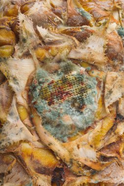 Ananas yüzeyinde kalıp ile beyaz ve mavi mantar. Kalıp ile ananas dokusu. Şımarık, çürümüş bir ananas. Meyve yanlış depolama ve taşıma.