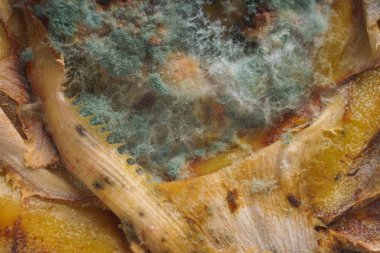 Ananas yüzeyinde kalıp ile beyaz ve mavi mantar. Kalıp ile ananas dokusu. Şımarık, çürümüş bir ananas. Meyve yanlış depolama ve taşıma.