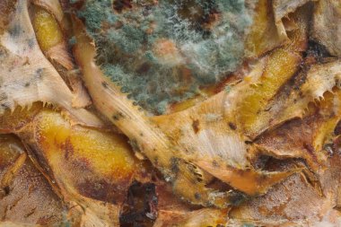 Ananas yüzeyinde kalıp ile beyaz ve mavi mantar. Kalıp ile ananas dokusu. Şımarık, çürümüş bir ananas. Meyve yanlış depolama ve taşıma.