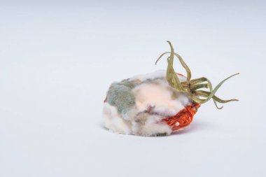 Domates tamamen beyaz ve yeşil kalıp ile kaplıdır. Şımarık domates üzerinde kalıplar ile mantar. Beyaz bir arka planda şımarık kurutulmuş domates.