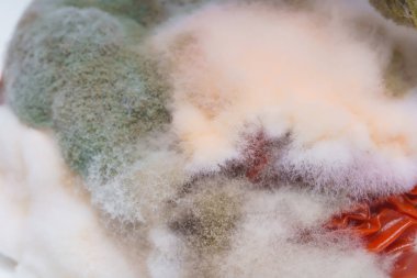 Domates üzerinde beyaz ve yeşil kalıp dokusu. Şımarık domates üzerinde kalıplar ile mantar. Beyaz bir arka planda şımarık kurutulmuş domates.