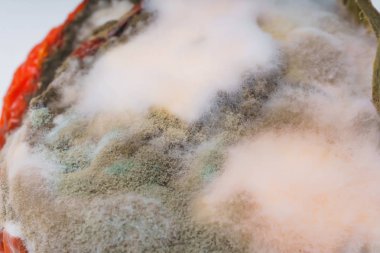 Domates üzerinde beyaz ve yeşil kalıp dokusu. Şımarık domates üzerinde kalıplar ile mantar. Beyaz bir arka planda şımarık kurutulmuş domates.