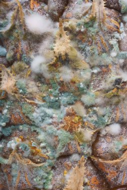 Ananas yüzeyinde kalıp ile yeşil mantar. Şımarık, çürümüş bir ananas. Meyve yanlış depolama ve taşıma.