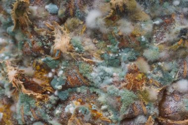 Ananas yüzeyinde kalıp ile yeşil mantar. Şımarık, çürümüş bir ananas. Meyve yanlış depolama ve taşıma.