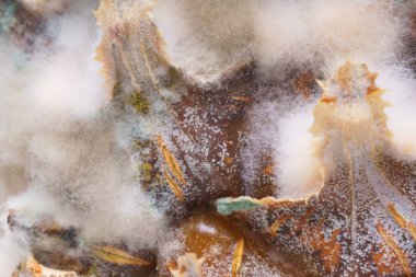 Ananas yüzeyinde kalıp ile beyaz mantar. Küf ile ananas dokusu. Şımarık, çürümüş bir ananas. Meyve yanlış depolama ve taşıma.