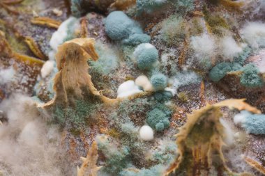 Ananas yüzeyinde kalıp ile yeşil mantar. Şımarık, çürümüş bir ananas. Meyve yanlış depolama ve taşıma.