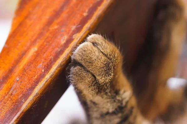 Cat\'s paw with white and brown stripes of fur. Cat foot on the furniture.
