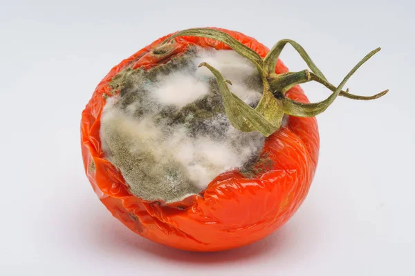 Tomato White Green Mold Fungus Molds Spoiled Tomato Spoiled Dried — Stock Photo, Image